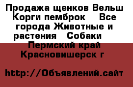 Продажа щенков Вельш Корги пемброк  - Все города Животные и растения » Собаки   . Пермский край,Красновишерск г.